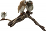 Owls on Branch